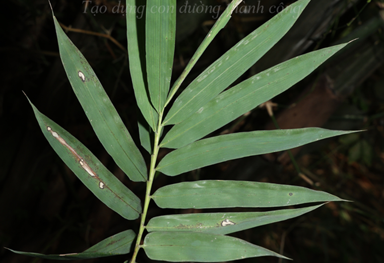 Tre giấy (Bambusa sp 05)